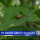 Cicadas, cicadas everywhere: What to know about them
