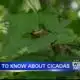 Cicadas, cicadas everywhere: What to know about them