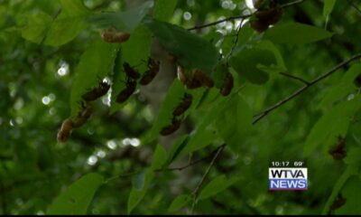 Cicadas, cicadas everywhere: How they are helpful