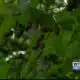 Cicadas, cicadas everywhere: How they are helpful