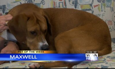 Pet of the Week – Maxwell