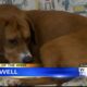 Pet of the Week - Maxwell