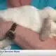 Lola & Friends Bunny Rescue helping furry friends find their forever home