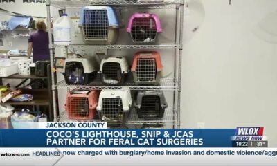 Coco’s Lighthouse, SNIP, and Jackson County Animal Shelter partner for discounted feral cat surge...