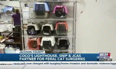 Coco’s Lighthouse, SNIP, and Jackson County Animal Shelter partner for discounted feral cat surge...