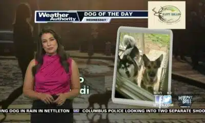 Dog Walk Forecast for May 29 - Keiki & Heidi