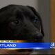 Pet of the Week: Kourtland