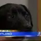 Pet of the Week: Kourtland