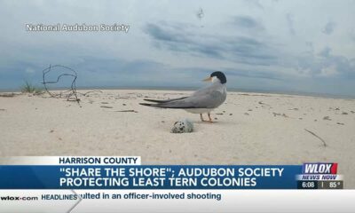 ‘Share the shore’: Audubon Society protecting least tern colonies