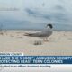 ‘Share the shore’: Audubon Society protecting least tern colonies