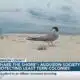 ‘Share the shore’: Audubon Society protecting least tern colonies