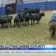 Southern Cutting Horse Futurity held in Jackson
