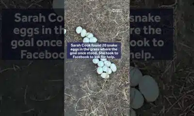 SNAKE surprise