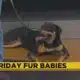 Friday Fur Babies: Meet Ellie