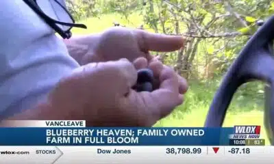 Vancleave family-owned farm Blueberry Heaven in full bloom