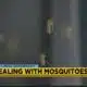 Wellness Wednesday: How to deal with mosquitoes