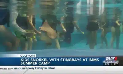 Kids snorkel with stingrays at IMMS Summer Camp