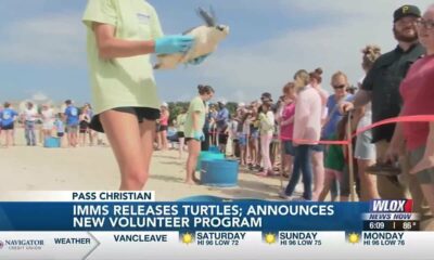 IMMS releases 11 Kemp's ridley sea turtles, announces new volunteer program