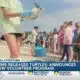 IMMS releases 11 Kemp's ridley sea turtles, announces new volunteer program