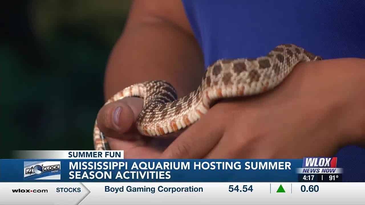 Mississippi Aquarium hosting summer season activities