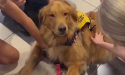 ‘Cash Money,’ a beloved therapy dog in Hattiesburg, diagnosed with cancer
