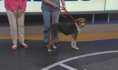 Friday Fur Babies: Meet Buddy