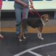 Friday Fur Babies: Meet Buddy