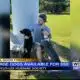 Large dogs available for $50 at Tupelo Lee Humane Society