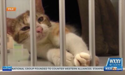 Keeping pets safe and happy on the Fourth of July