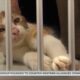 Keeping pets safe and happy on the Fourth of July