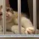 Keeping pets safe and happy on the Fourth of July