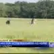 “He was like my best friend.” Horse killed, high schooler injured during hit-and-run in West