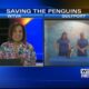 Interview: Mississippi Aquarium hosting fundraiser for penguin preservation