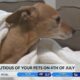 Every dog has its day, but it’s not the Fourth of July