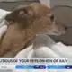 Every dog has its day, but it’s not the Fourth of July