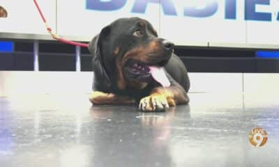 Friday Fur Babies: Meet Roxy