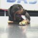 Friday Fur Babies: Meet Roxy