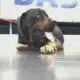 Friday Fur Babies: Meet Roxy