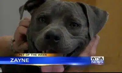 Pet of the Week - Zayne