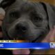 Pet of the Week - Zayne