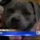 Pet of the Week - Zayne