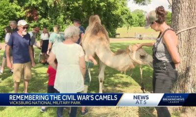 Camel teaches history at Vicksburg National Park