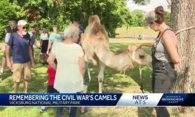 Camel teaches history at Vicksburg National Park