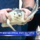 Mississippi now has official state sea turtle