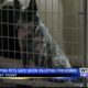July means fireworks and that means frightened pets