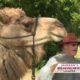 Did you know camels served during the Civil War?