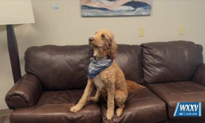 Meggan Monday: Meet McKenzie the Child Dog Therapist