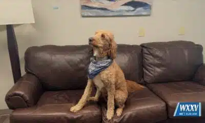Meggan Monday: Meet McKenzie the Child Dog Therapist