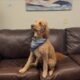Meggan Monday: Meet McKenzie the Child Dog Therapist