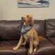 Meggan Monday: Meet McKenzie the Child Dog Therapist